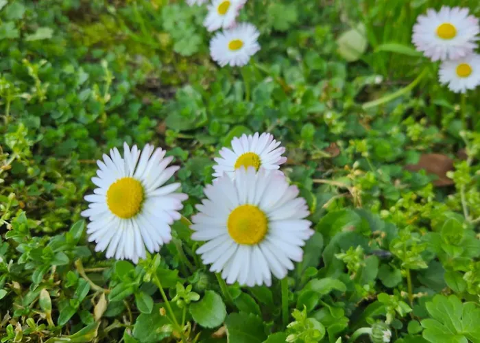 I Meli Sulla Via Francigena