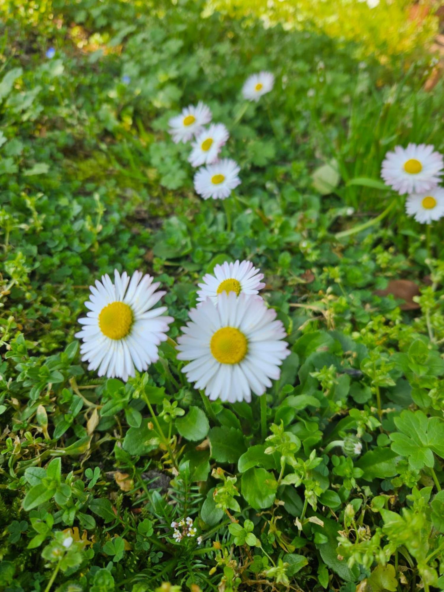 I Meli Sulla Via Francigena Villanova d'Ardenghi